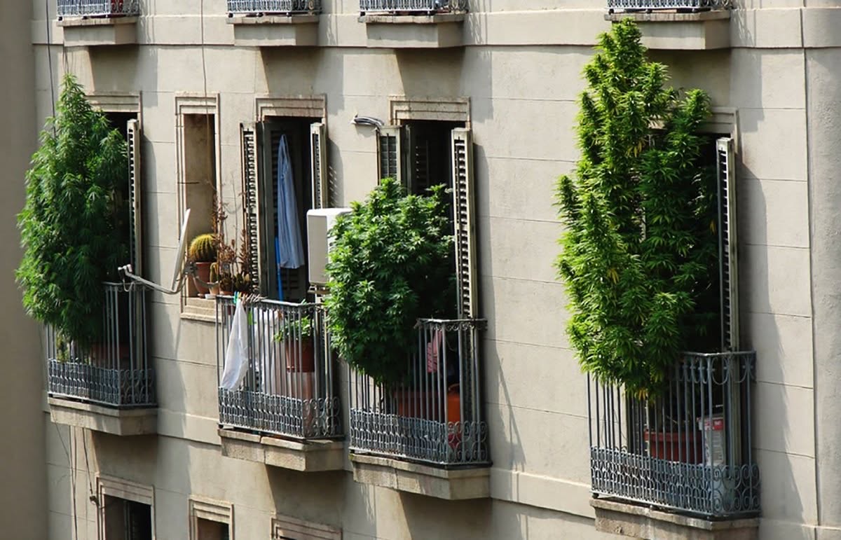 Balcons d'immeubles avec de hautes plantes vertes en plein jour