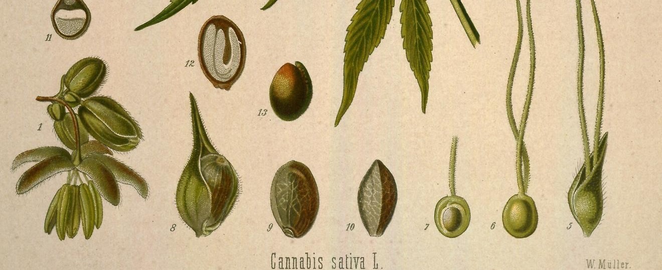 Graines de chanvre et coupes de graines dessinées dans Medizinal-Pflanzen de Köhler, 1887