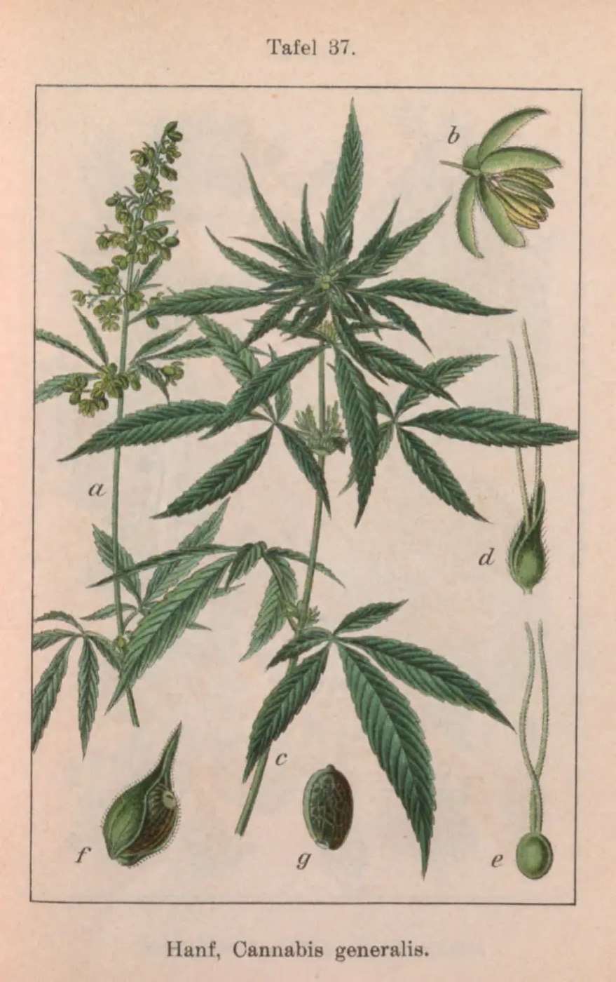 Planche botanique coloriée à la main d'un plant de chanvre et de ses graines, tirée de Flora von Deutschland de Sturm, 1796